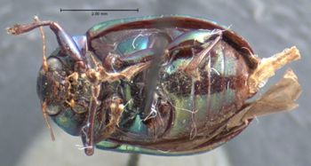 Media type: image; Entomology 17312   Aspect: habitus ventral view